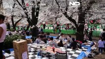Hanami celebrations begin in Tokyo as cherry blossoms reach their peak