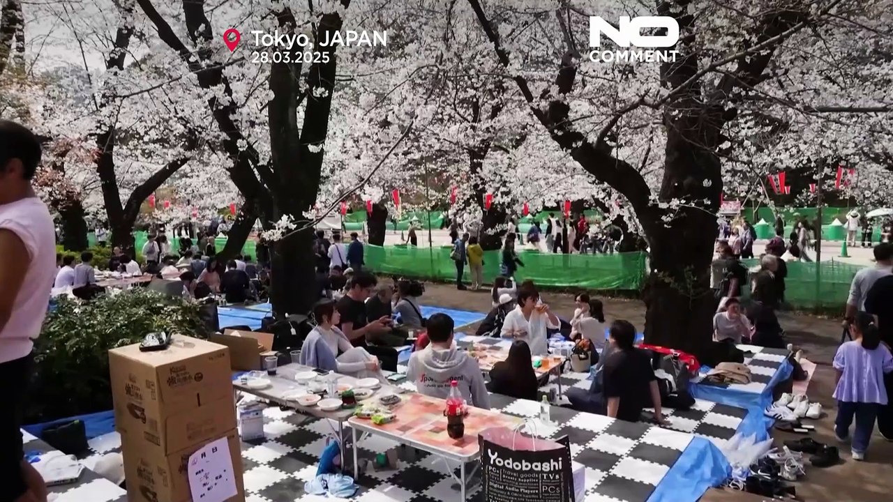 Giappone, inizia la celebrazione dell'Hanami a Tokyo con la fioritura dei ciliegi