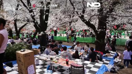 Celebrações de Hanami começam em Tóquio à medida que flores de cerejeira atingem o pico