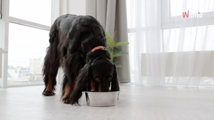 Plus d’un Français sur 2 s’est déjà privé pour privilégier l’alimentation de son animal