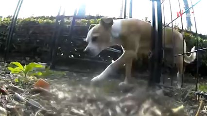 Generosity of bank employees complicates rescue of stray dog (video)