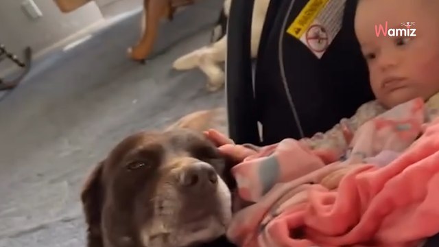 Le chien surveille le bébé de son humain pendant les travaux : 4,9M de personnes sont en larmes (vidéo)
