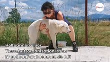 Hund sitzt tagelang am Straßenrand und kann nicht verstehen, was ihm angetan wurde