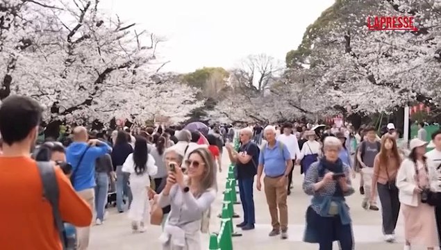 A Tokyo turisti e residenti si godono lo spettacolo dei ciliegi in fiore