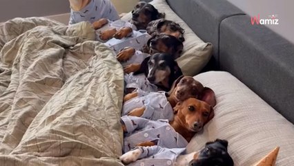 Elle filme la routine matinale de ses 8 petits chiens : clairement, ils ont une meilleure vie que nous tous ! (vidéo)
