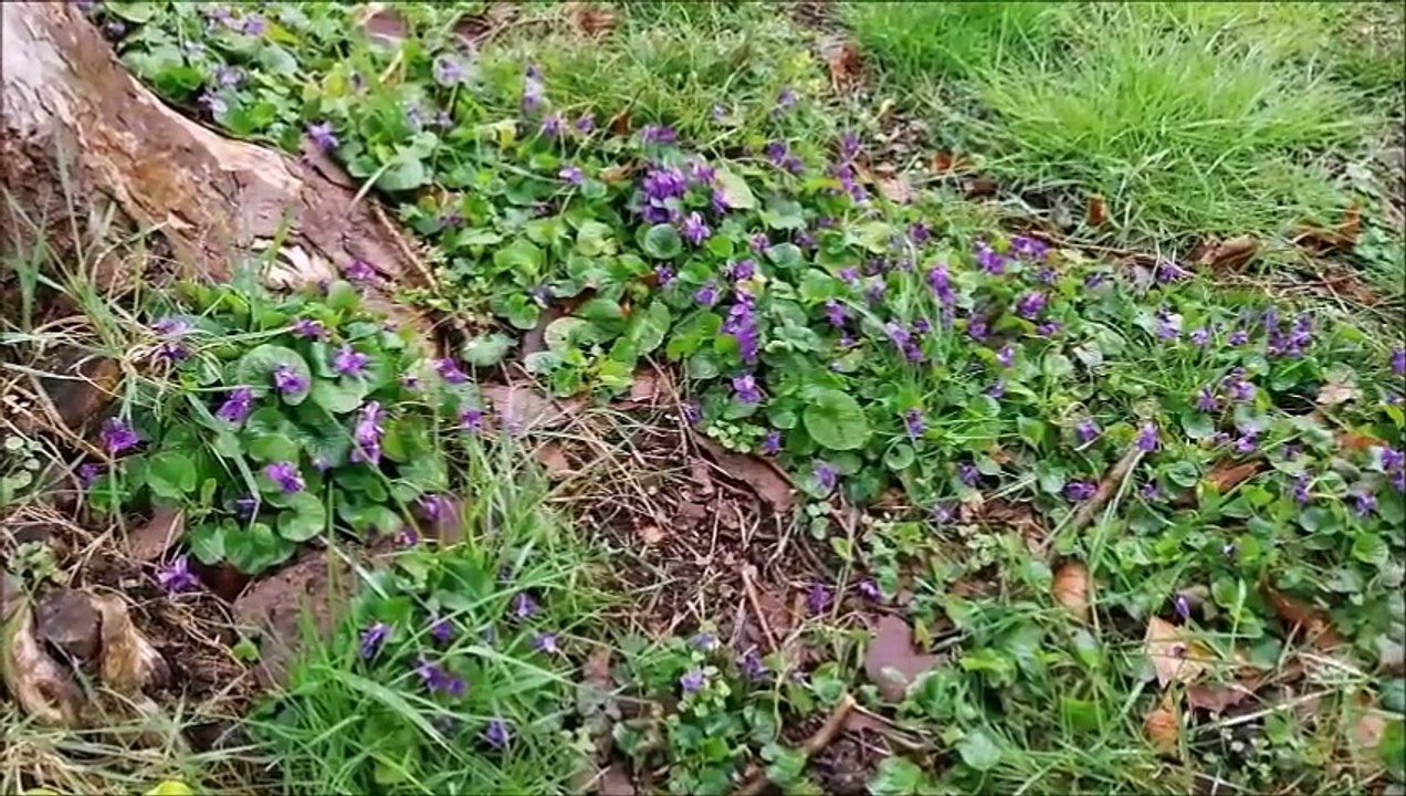 2025-MARS-BALADES & RANDOS