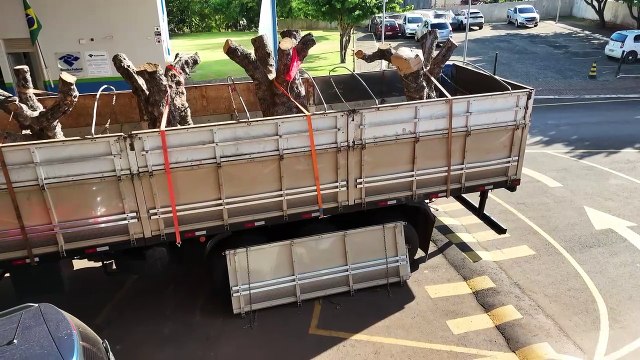Árvores centenárias avaliadas em cerca R$ 500 mil são apreendidas na divisa entre PR e SC