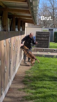 On a suivi la formation des chiens policiers
