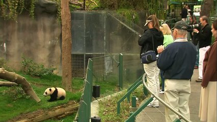Why These Times Are So Exciting for This Little Panda!