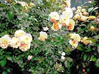 Roses (montage artistique)