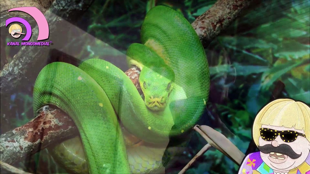 Mongomediales Musikkunstwerk: Hey Viper always Hardcore |Kanal Mongomedial