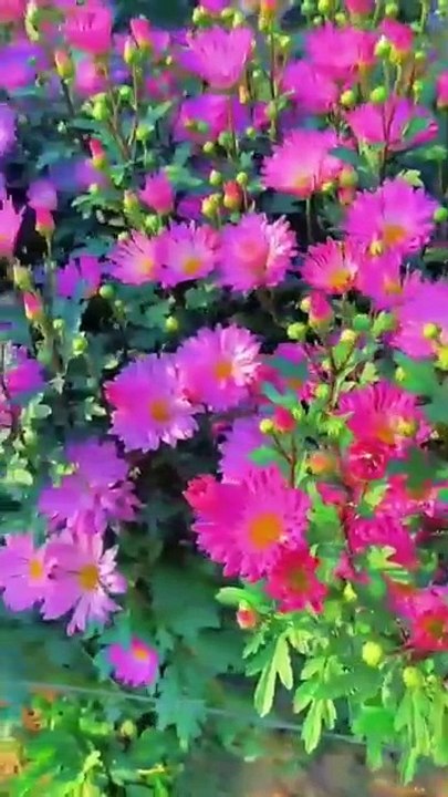 ساعة كاملة من اروع تلاوات القران الكريم