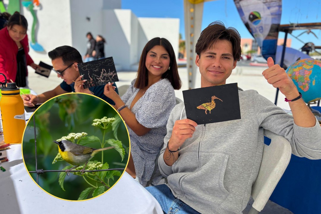 ¡450 especies de aves en BCS! UABCS celebra la 2da Feria de Aves y Agua