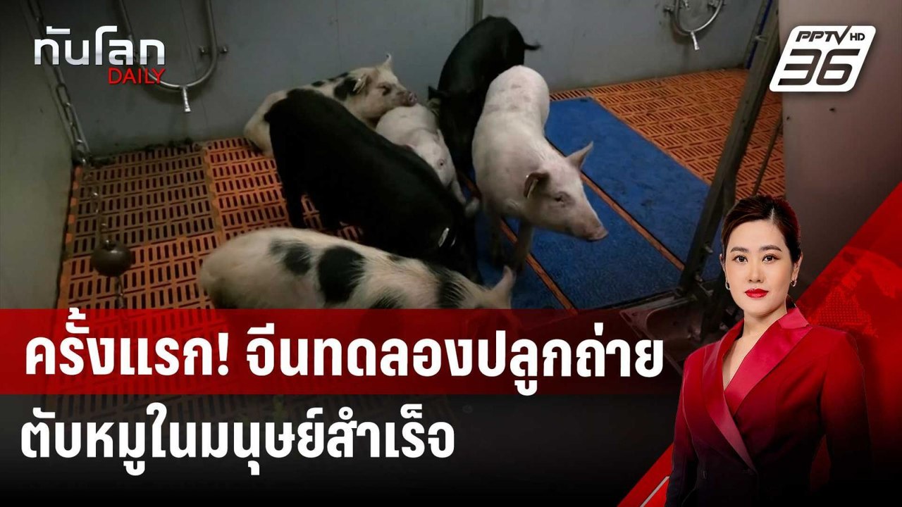 ครั้งแรก! จีนทดลองปลูกถ่ายตับหมูในมนุษย์สำเร็จ | ทันโลก DAILY | 28 มี.ค. 68
