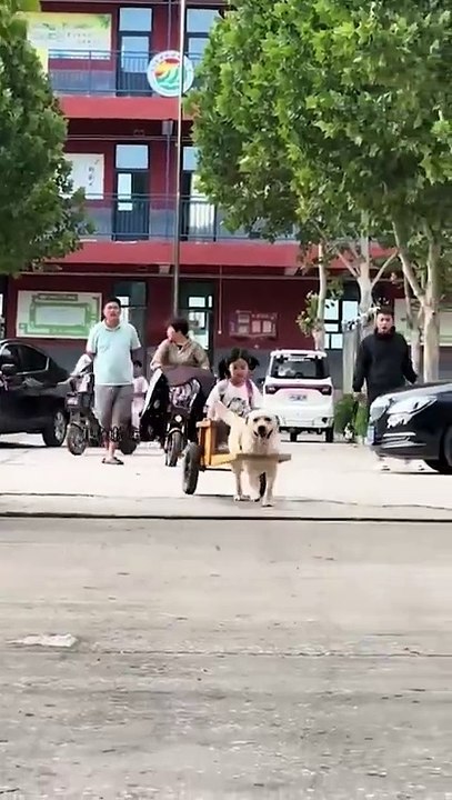 Perro leal escolta a niña a casa desde la escuela: La historia más conmovedora