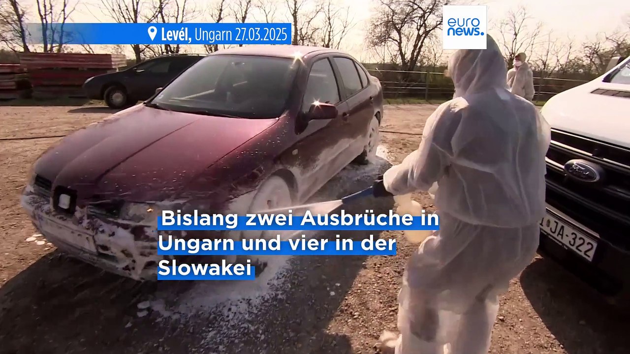 Maul- und Klauenseuche: Unterschiedliches Vorgehen in Ungarn und der Slowakei