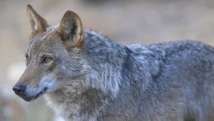 Máxima tensión entre ganaderos y ecologistas por la desprotección del lobo