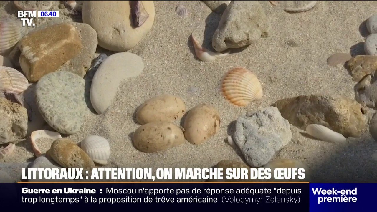 Tortues, oiseaux... Le conservatoire du littoral et plusieurs associations sensibilisent sur les œufs présents sur les plages