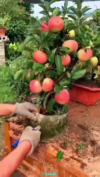Apple ka choota tree