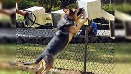 Vecinos en Prado Oriental denuncian calvario por perros del K9