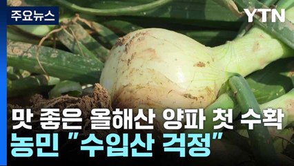 맛 좋은 올해산 양파 첫 수확...농민 "수입산 걱정" / YTN