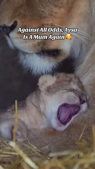 Cute lion cubs born at Doncaster's Yorkshire Wildlife Park
