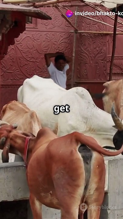 Krishna Bhajan: Bhakter Geet