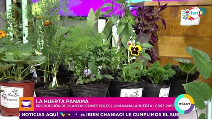 La huerta Panamá: producción de plantas comestibles