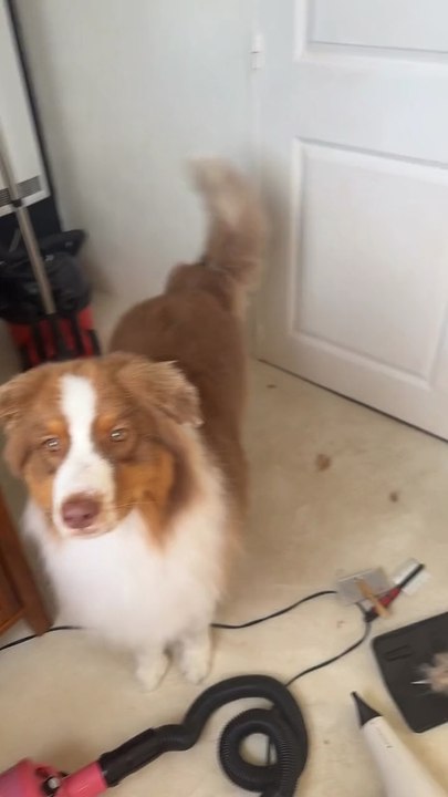 Apres 3h30 de toilettage qu’il est beau mon loulou