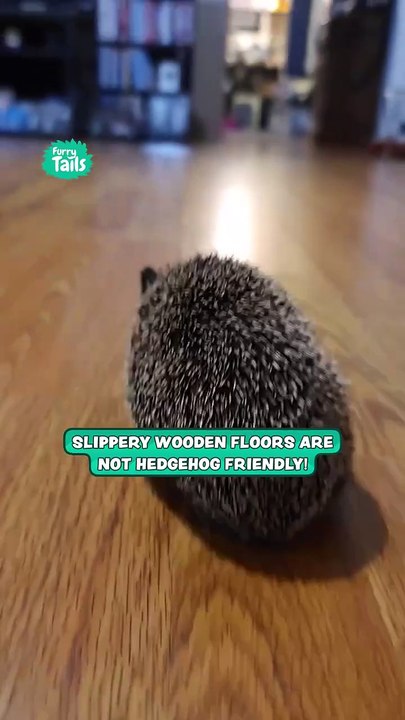 Speedy Hedgehog Scurries Across Slippery Floor