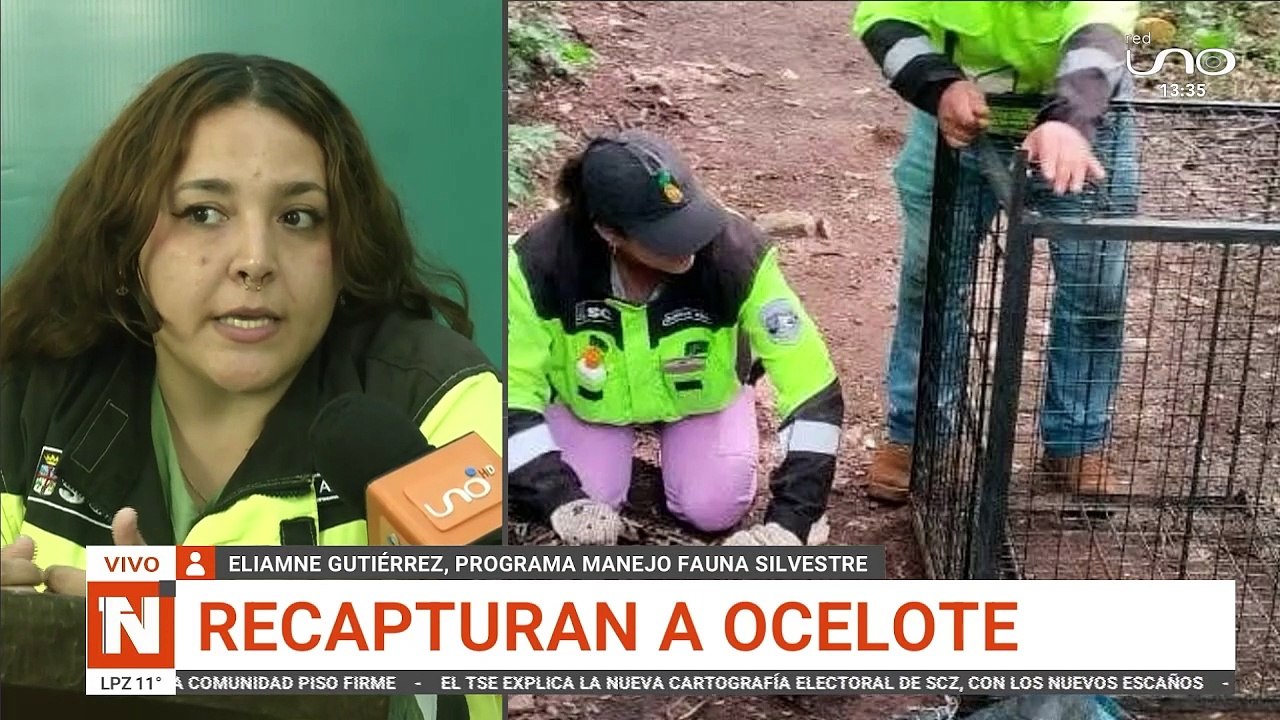 SCZ RECAPTURAN A OCELOTE
