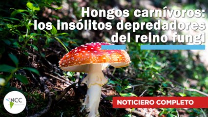 Hongos carnívoros: los insólitos depredadores del reino fungi | 746 | 31 de marzo - 6 de abril 2025