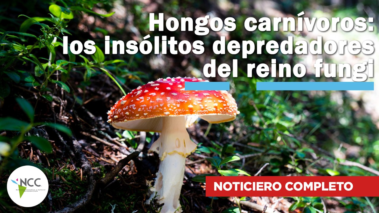 Hongos carnívoros: los insólitos depredadores del reino fungi | 746 | 31 de marzo - 6 de abril 2025