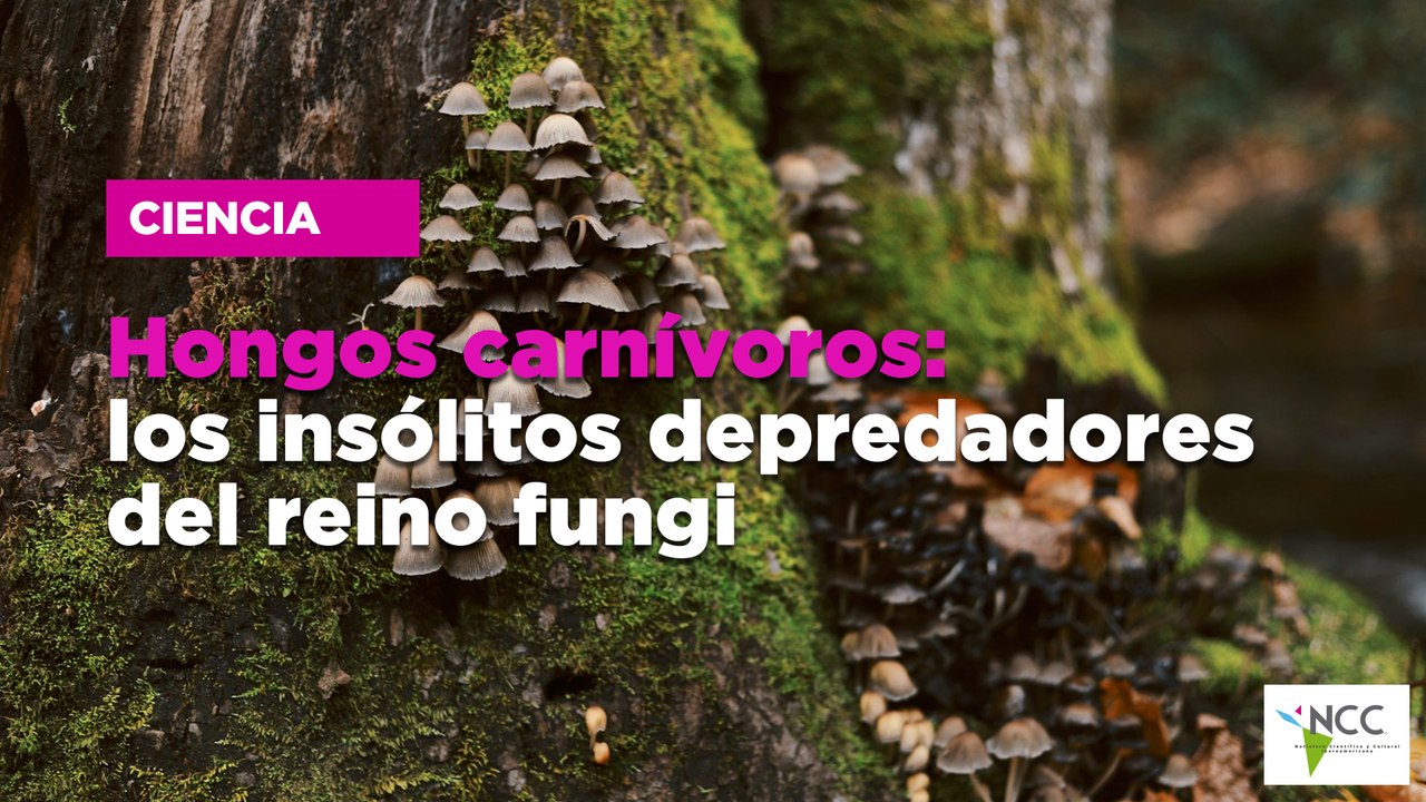 Hongos carnívoros: los insólitos depredadores del reino fungi