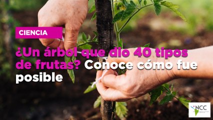 ¿Un árbol que dio 40 tipos de frutas? Conoce cómo fue posible