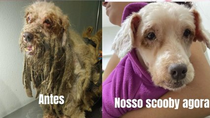 Cachorro é resgatado e tem quase 3kg de pelos retirados do corpo