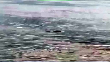 jacaré rio tocantins