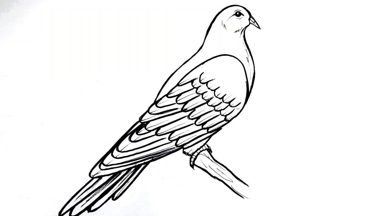 How to draw a pigeon step by step __ Easy bird drawing