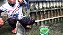 Mancing ikan Babon Nila, Dasyat Tarikanya