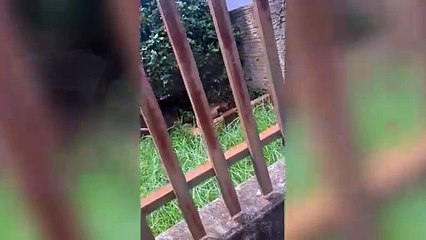 Indignação: Moradora tem lixeira furtada pela segunda vez no Tarumã