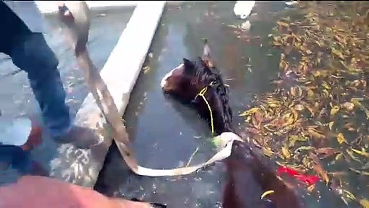 Un equino en el municipio de Tampico cayó a un canal a cielo abierto en el que pudo morir ahogado o arrastrado por la corriente