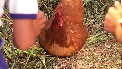 Pehlivan Türk Filmi FULL | Tarık Akan ve Meral Orhonay'ın Unutulmaz Performansı 🎬