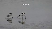Avocet beak