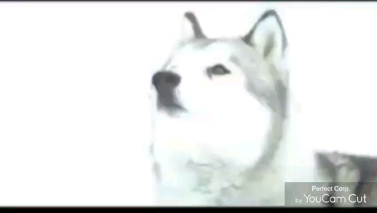 Este es mi vídeo más reciente