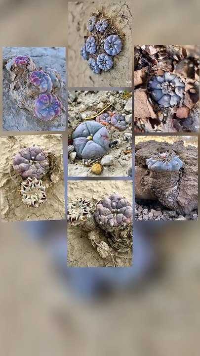 Fascination pour les plantes exotiques - Poisson violet