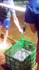 Pembudidaya lele wajib memiliki alat yanga satu ini agar oknum tengkulak tidak curang