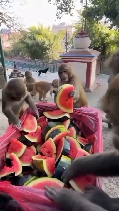 Monkey 🐒 banana