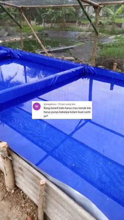 Kalau mau ternak lele harus punya berapa kolam