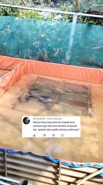 Induk lele betina bertelur diatas kakaban bukan karena dipaksa, tapi insting alaminya