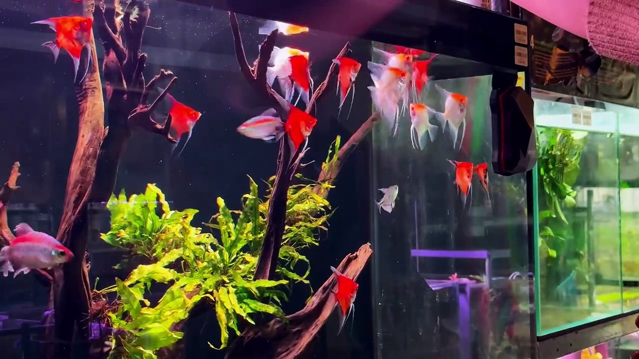 Aquarium
